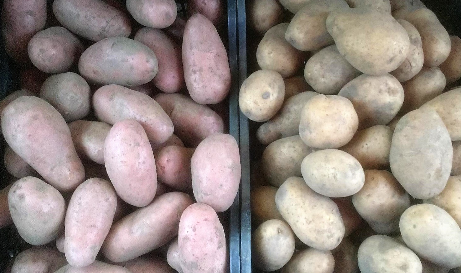 Kartupeļi (1 kg)